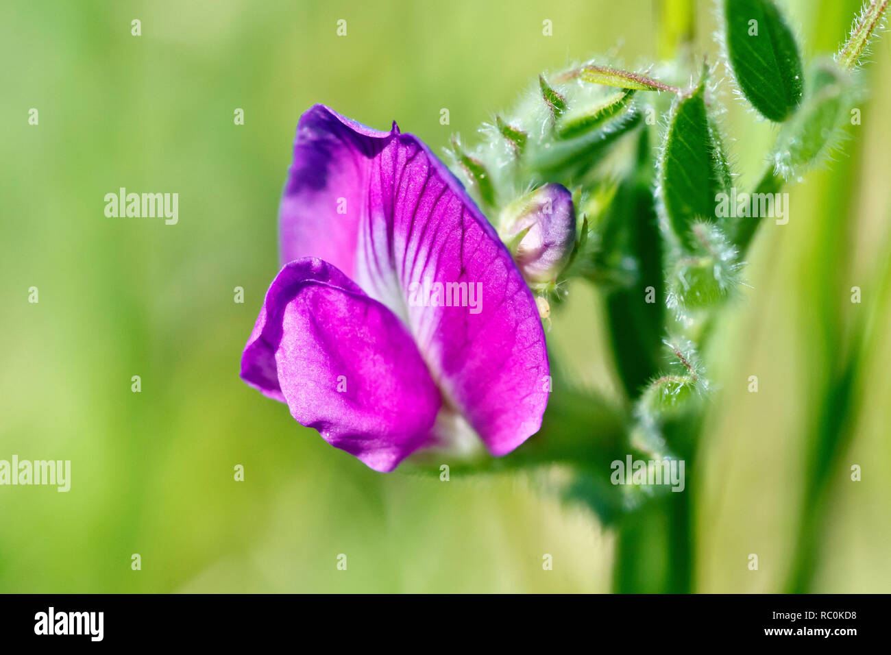 Common Vetch (vicia sativa), close up of a single flower with leaves. Stock Photo