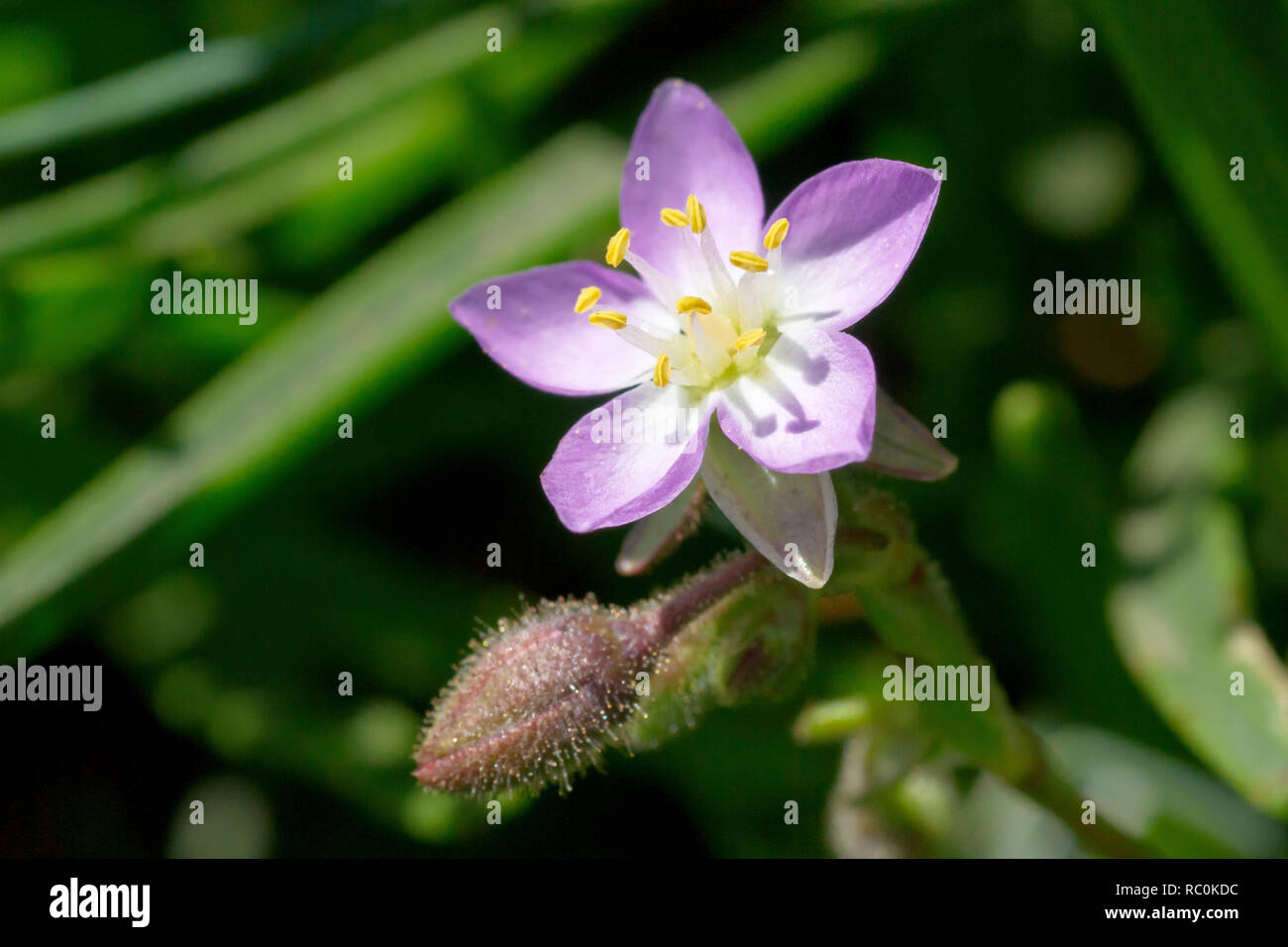 Greater Sea-spurrey (spergularia media), close up of solitary flower with bud. Stock Photo