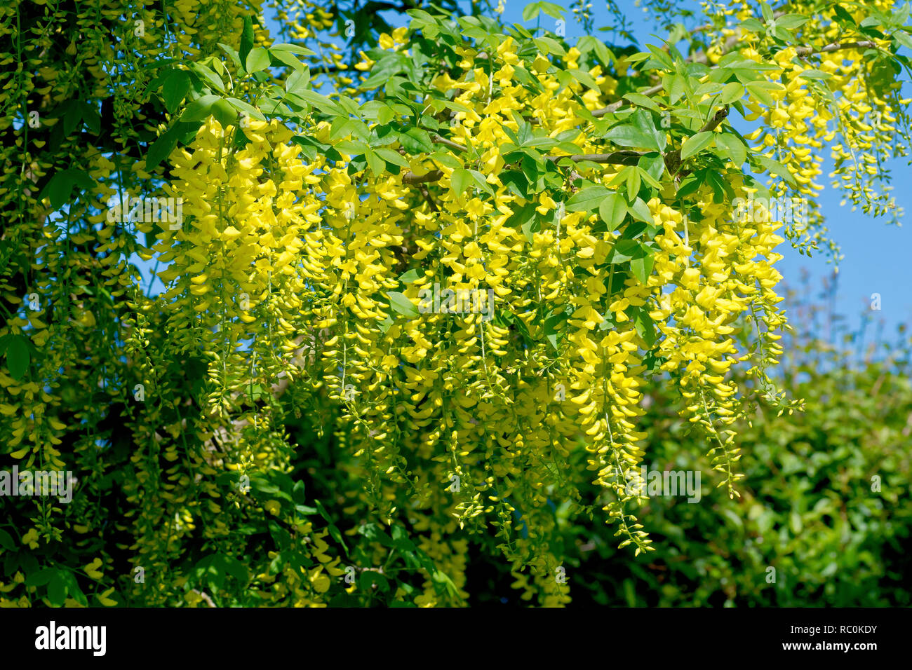 Laburnum (laburnum anagyroides), a shot of a tree branch in full flower. Stock Photo