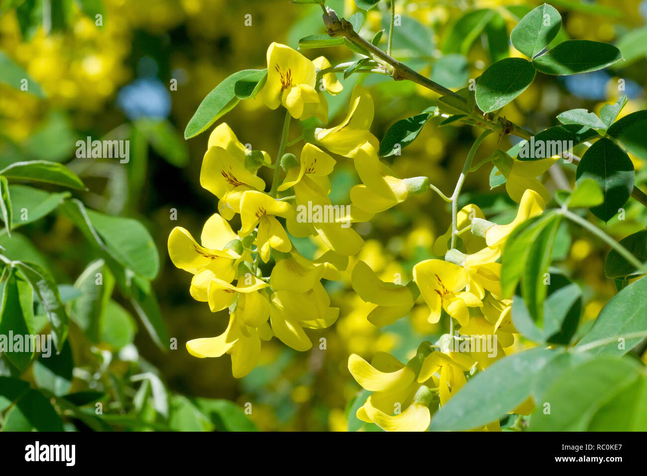 Laburnum (laburnum anagyroides), a close up of the flowers and leaves. Stock Photo