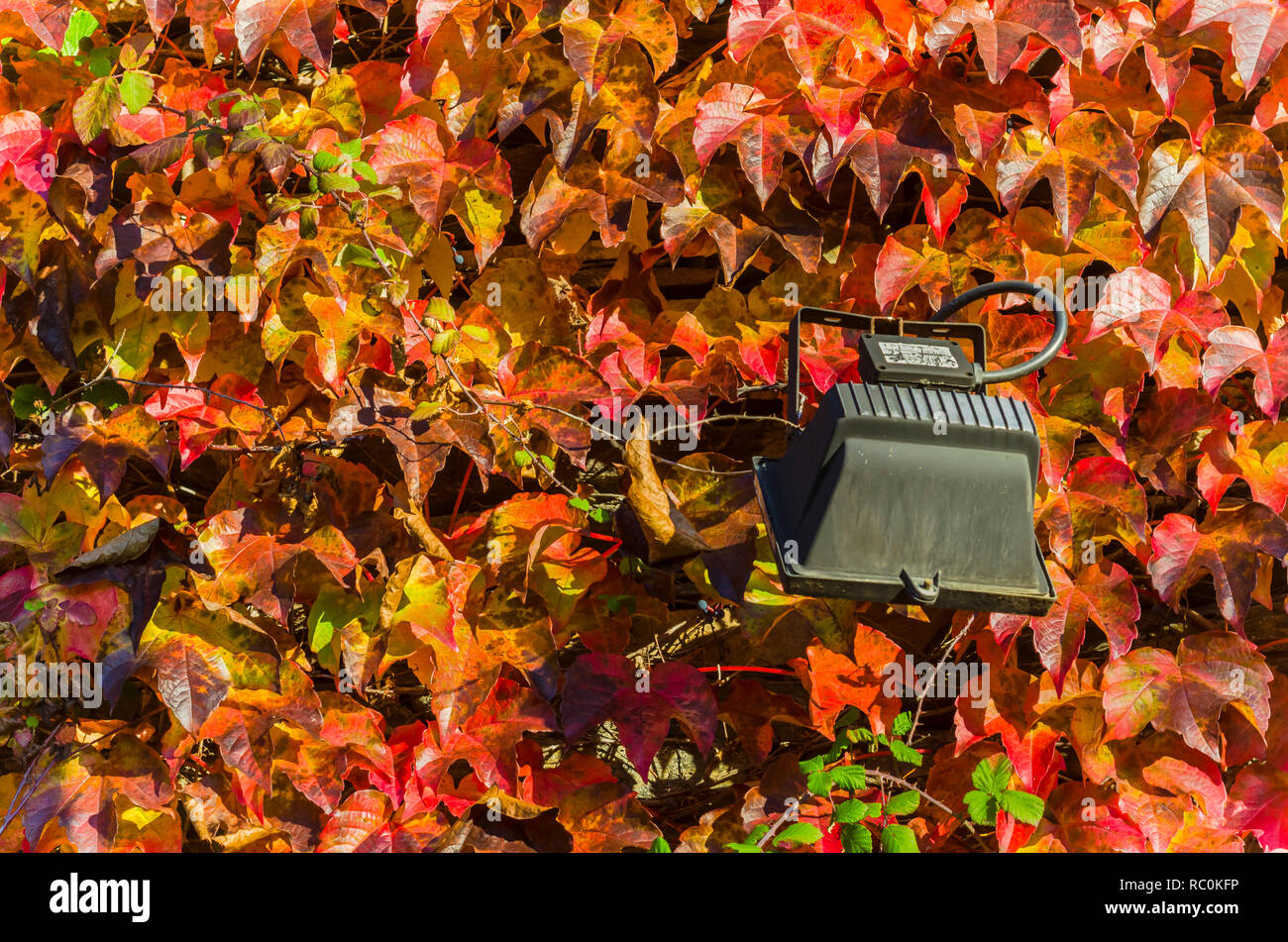 The color of autumn on a sunny wall Stock Photo