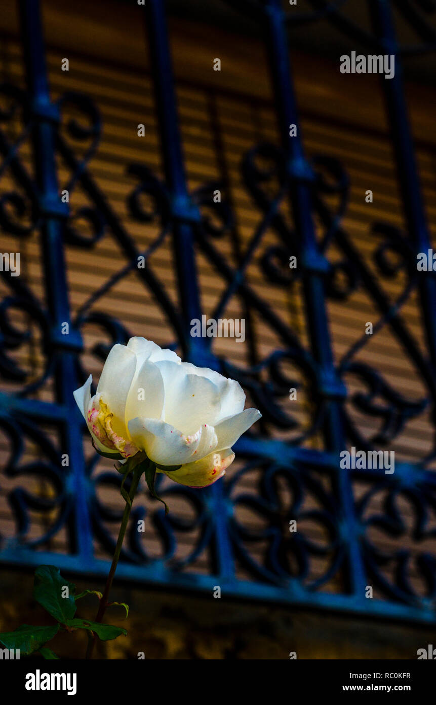 White rose next to window with bars Stock Photo