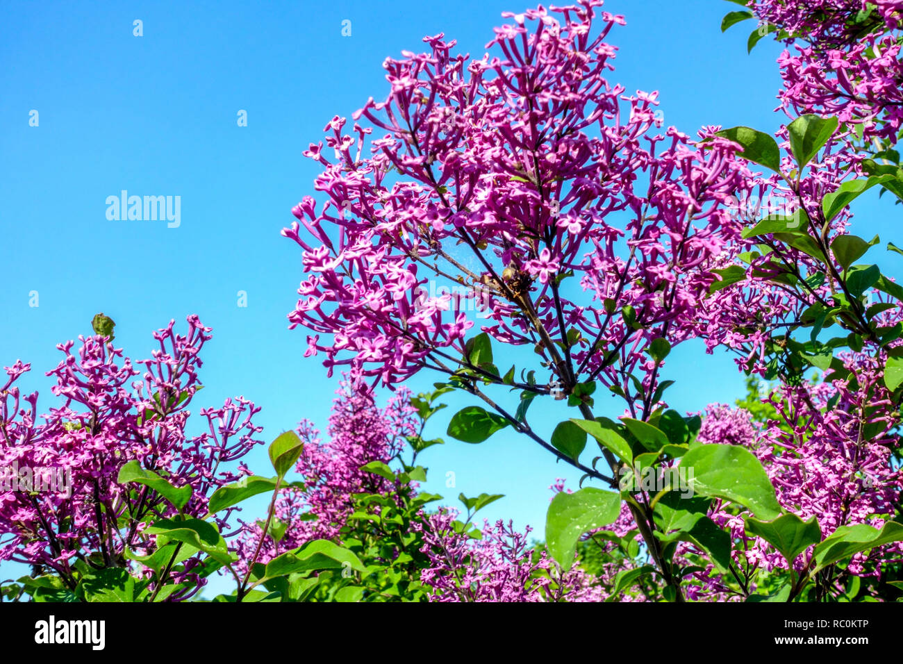 Weeping Lilac, Syringa pubescens 'George Eastman' Stock Photo