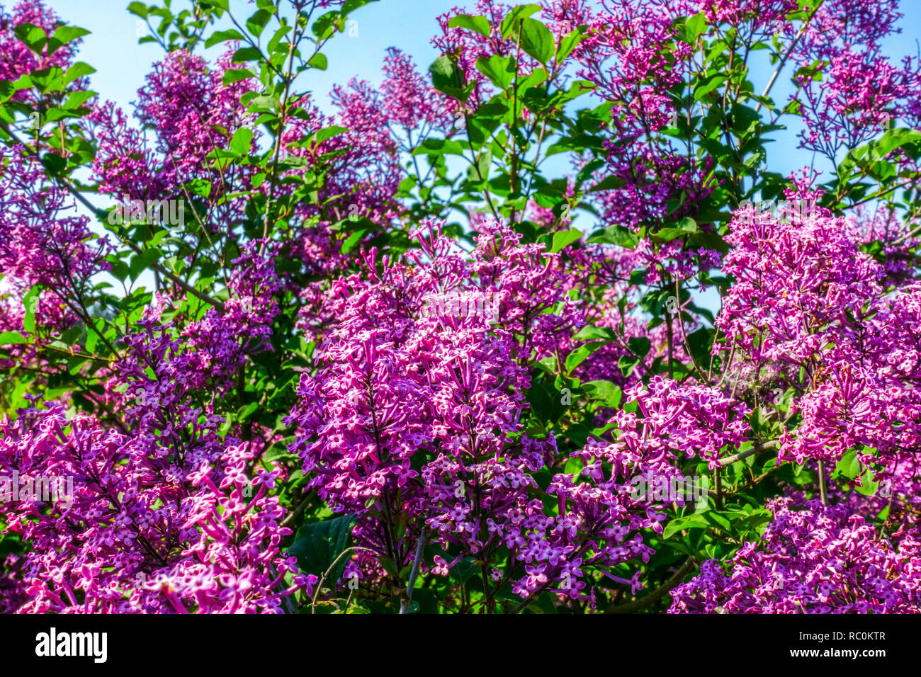 Weeping Lilac, Syringa pubescens 'George Eastman' Stock Photo