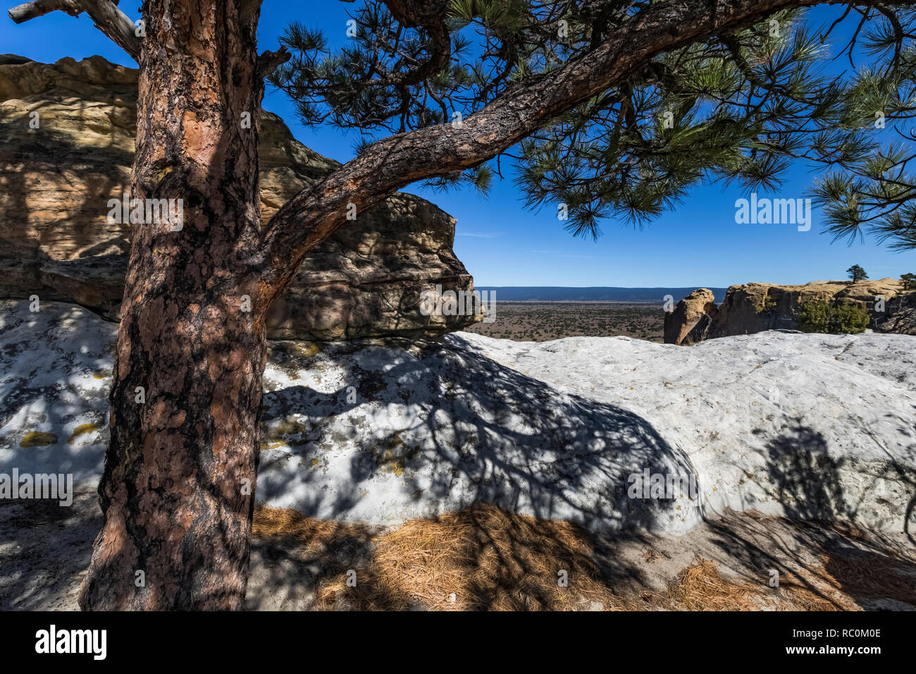 Ponderosa Pine, Pinus ponderosa, surviving in harsh conditions along
