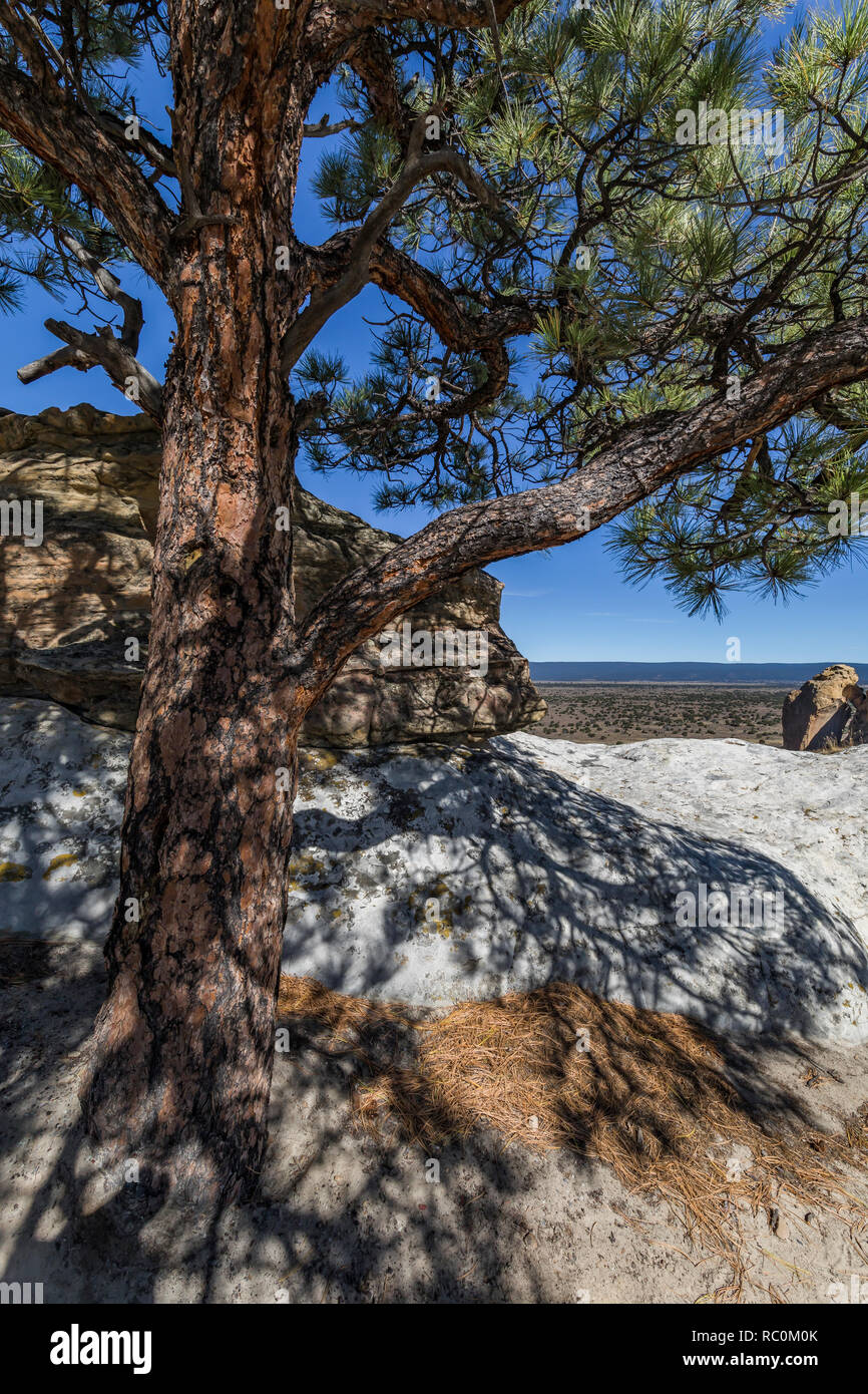 Ponderosa Pine, Pinus ponderosa, surviving in harsh conditions along