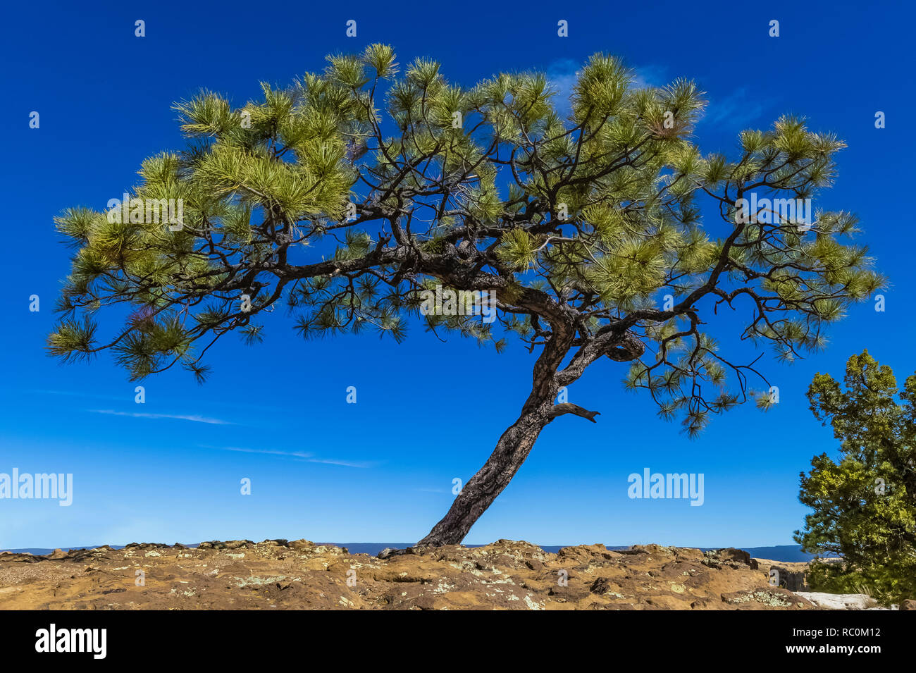 Ponderosa Pine, Pinus ponderosa, surviving in harsh conditions along the Mesa Top Trail in El