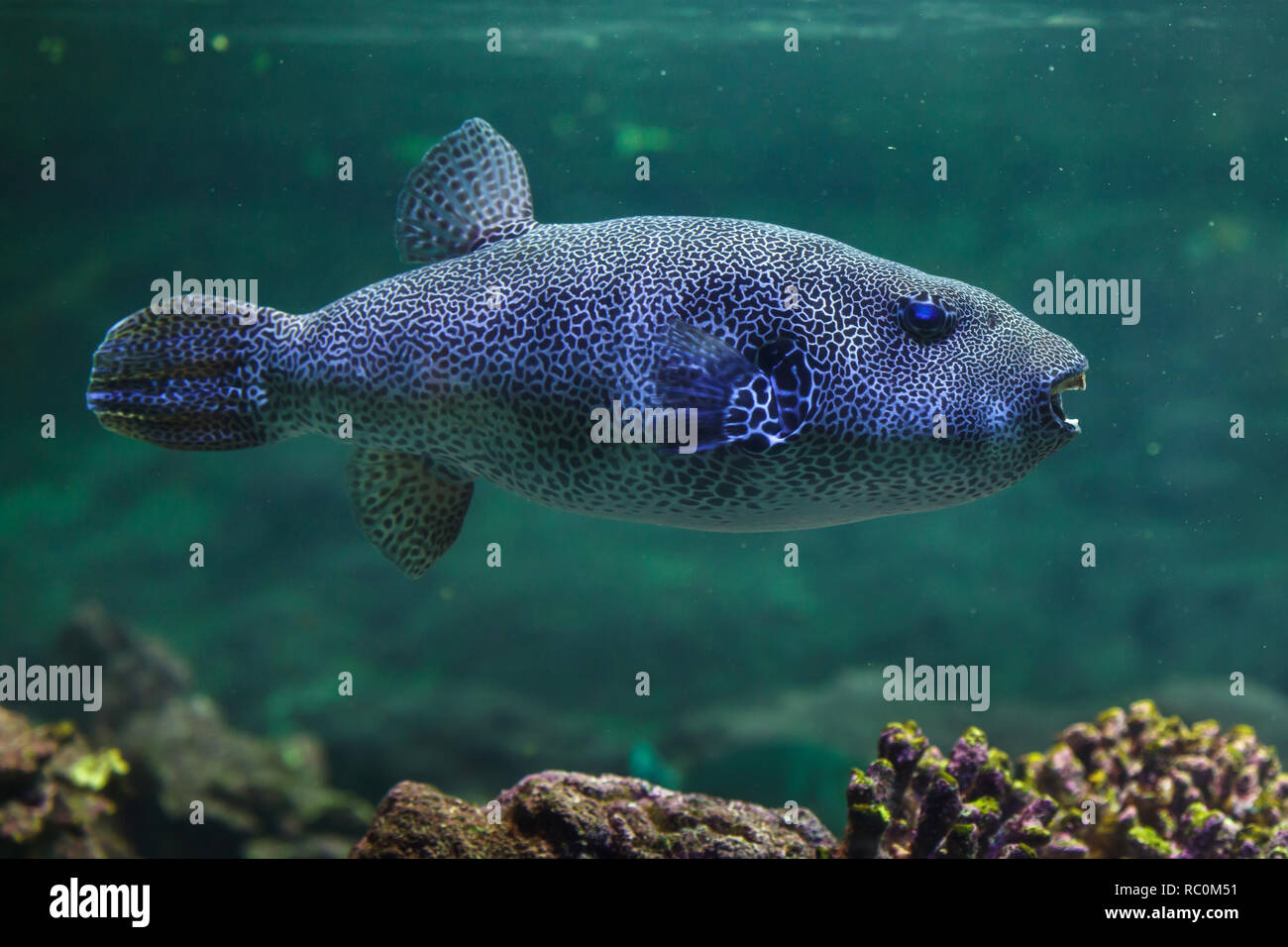 Stellate puffer (Arothron stellatus), also known as the starry toadfish. Stock Photo