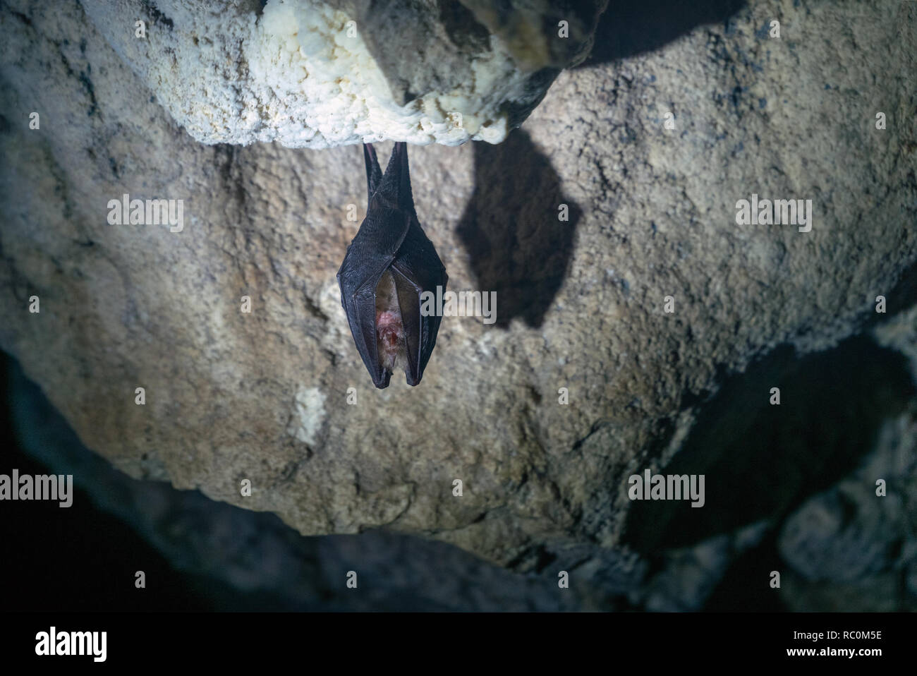 Sleeping Greater horseshoe bat in cave near West Twin Brook in Mendip Somerset Stock Photo