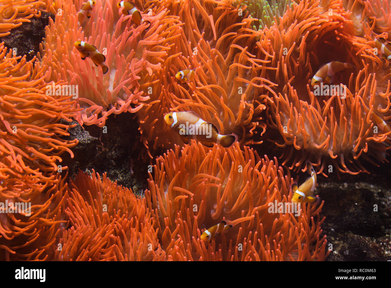 Ocellaris clownfish (Amphiprion ocellaris) swimming in the magnificent sea anemone (Heteractis magnifica). Stock Photo