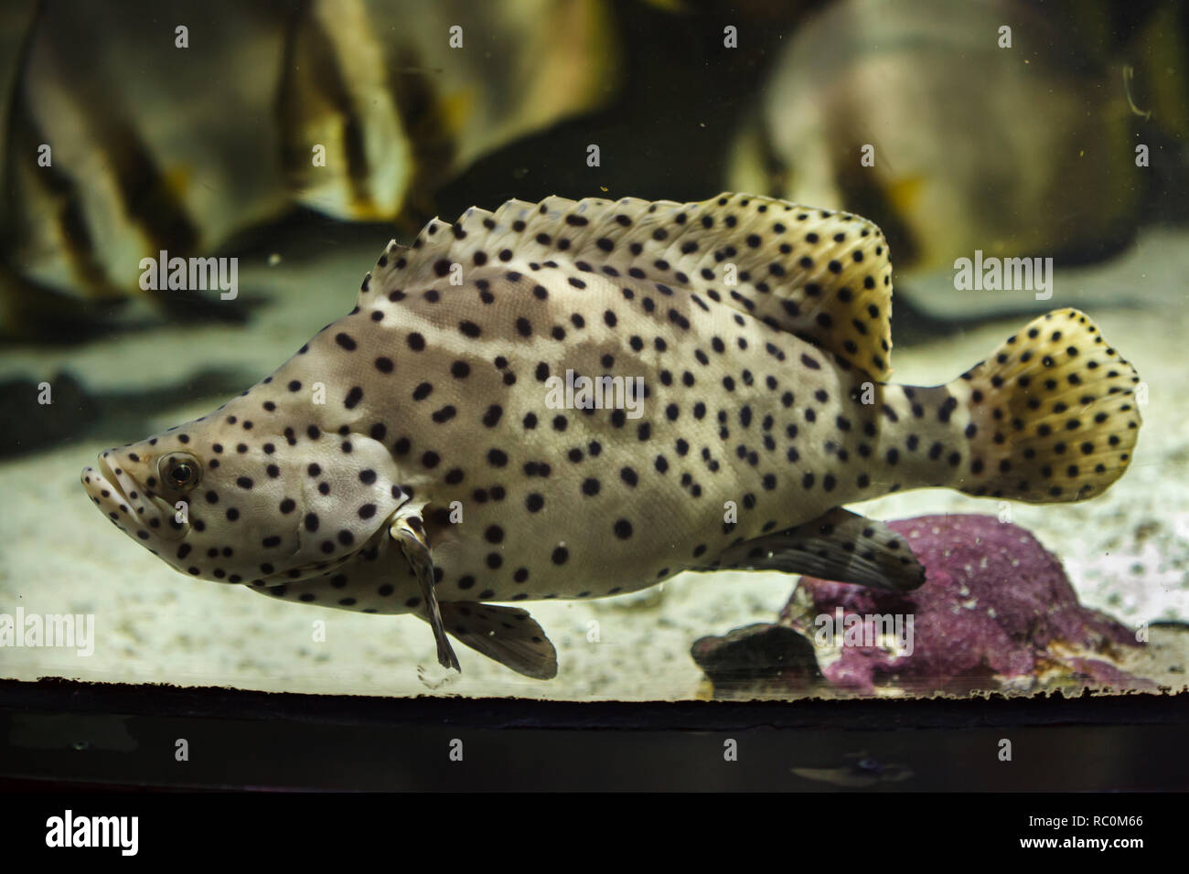 Panther Grouper