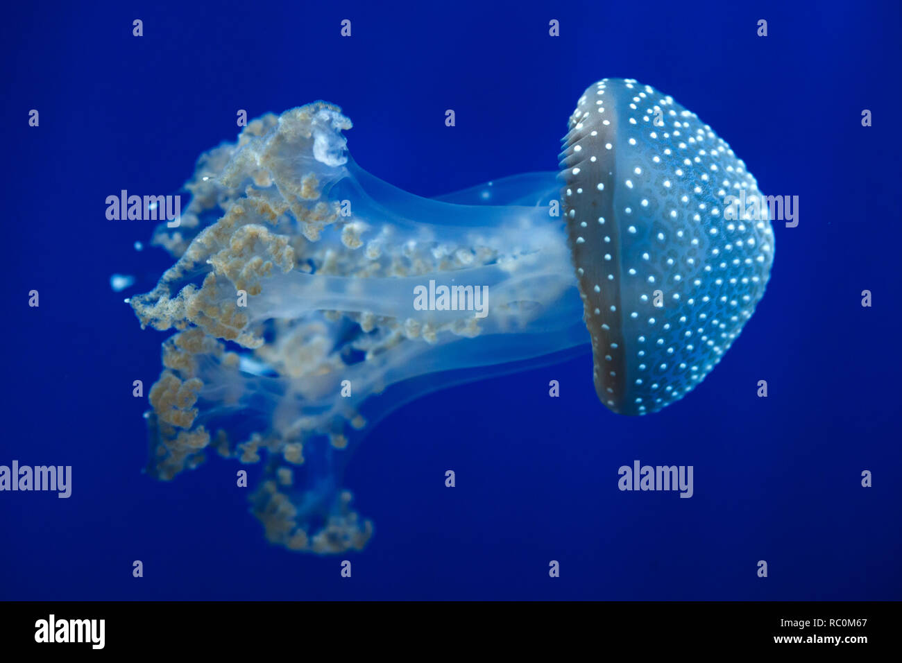 White-spotted jellyfish (Phyllorhiza punctata), also known as the ..., حجم الصورة 1300x956