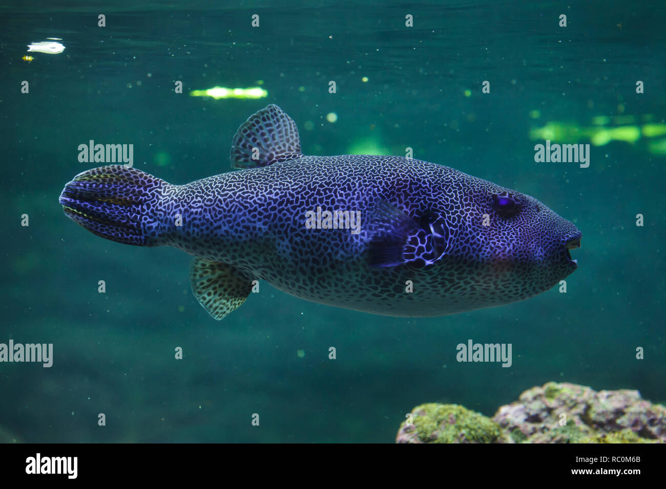 Stellate puffer (Arothron stellatus), also known as the starry toadfish. Stock Photo