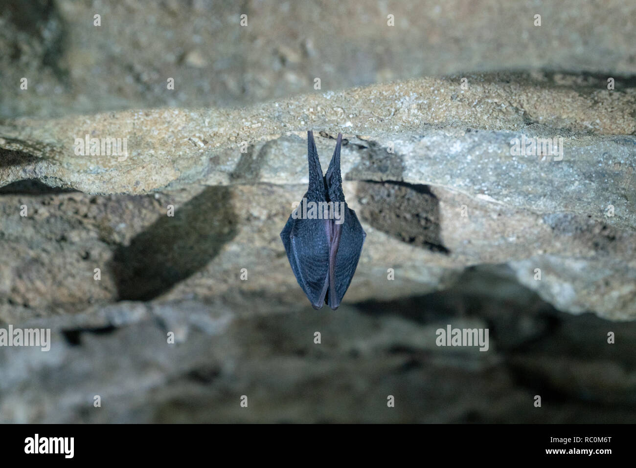 Sleeping Greater horseshoe bat in cave near West Twin Brook in Mendip Somerset Stock Photo