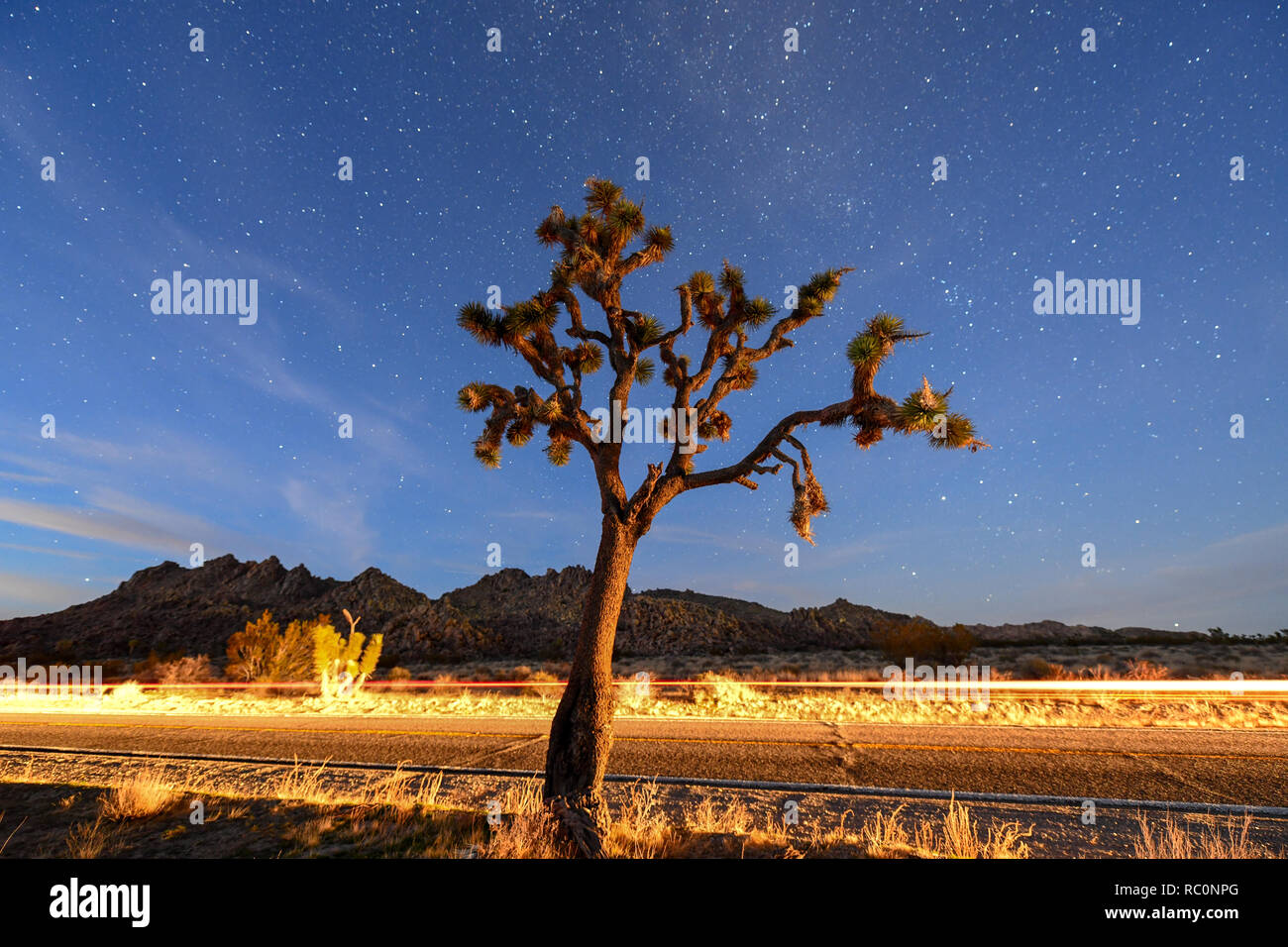 Joshua tree national park night hi-res stock photography and images - Alamy