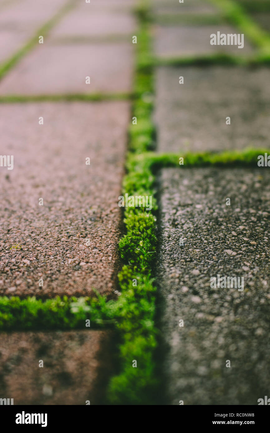 Brick road. Grass and moss grows through the brick road. Stock Photo