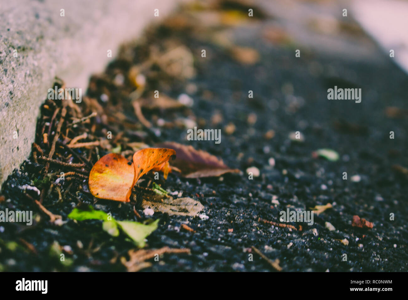 Autumn leaves. Fallen autumn leaves on the pavement Stock Photo - Alamy