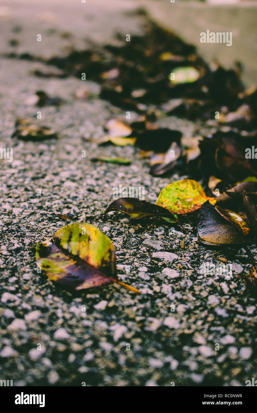 Autumn leaves. Fallen autumn leaves on the pavement Stock Photo - Alamy
