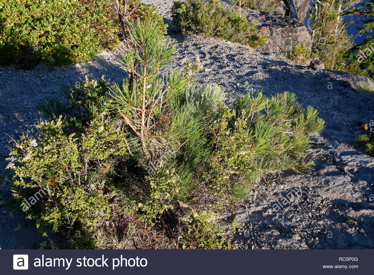 Young Ponderosa Pine Trees Stock Photos & Young Ponderosa Pine Trees