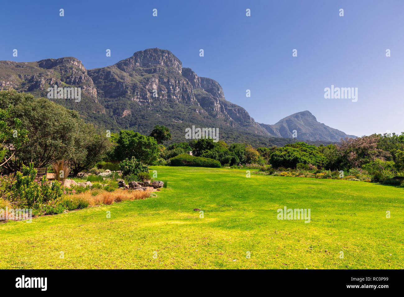 Kirstenbosch botanical garden lawn and mountains view in Cape Town, South Africa Stock Photo
