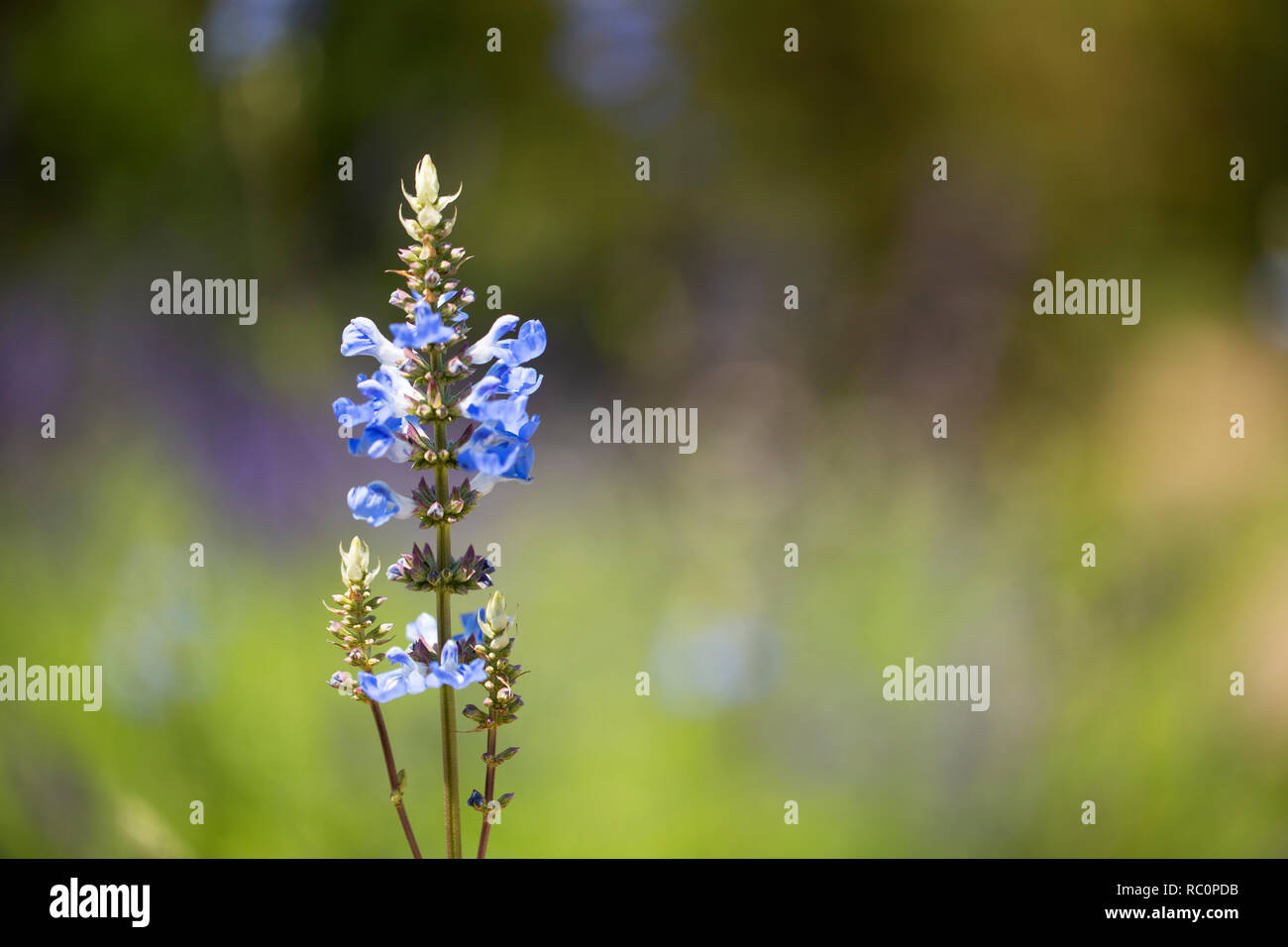 Salvia leucantha, or bush sage, in variety Anthony Parker. Stock Photo