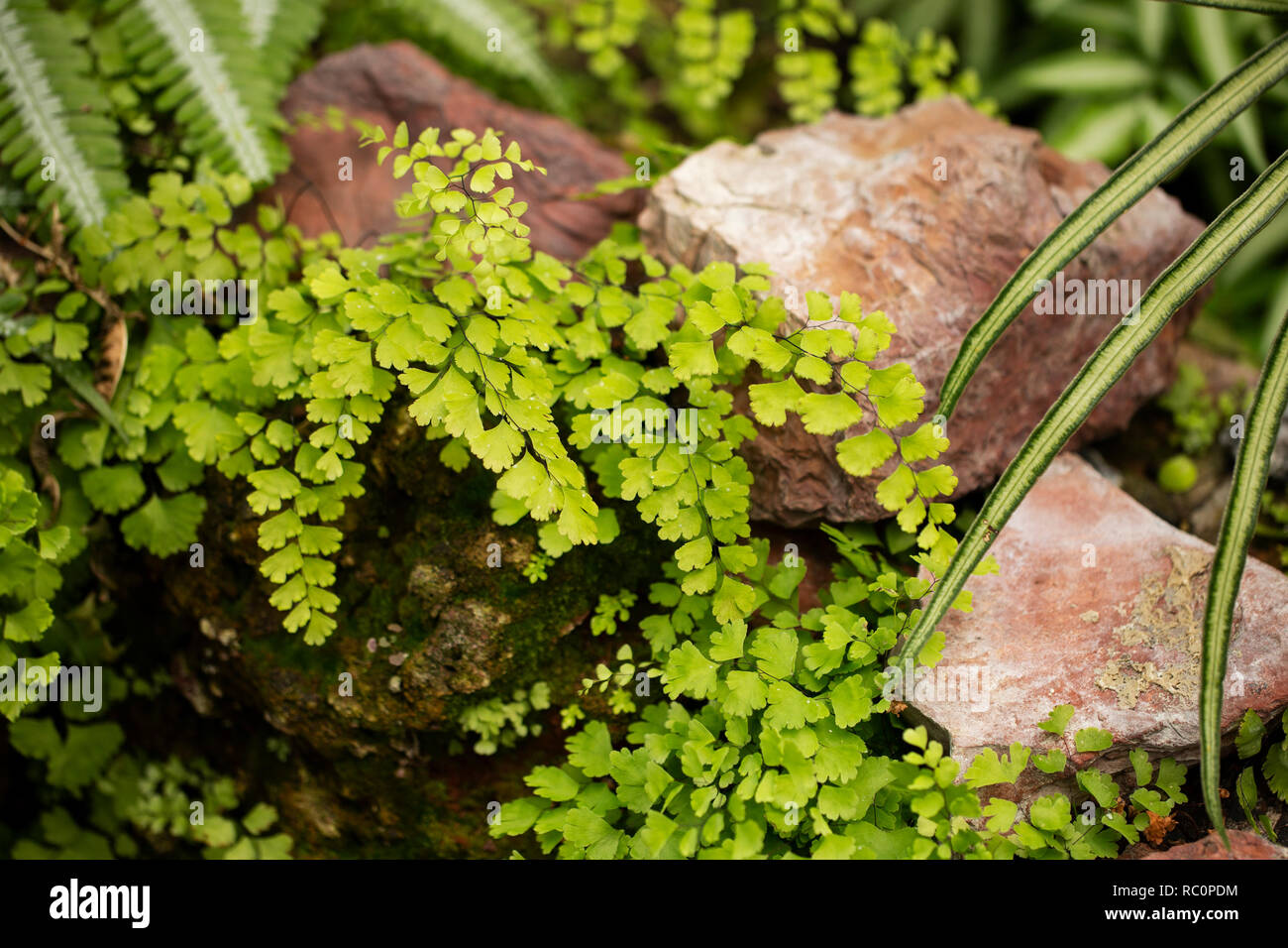 Broadleaf maidenhair fern (Adiantum latifolium), a tropical species of the Pteridaceae family, growing on a rock. Stock Photo
