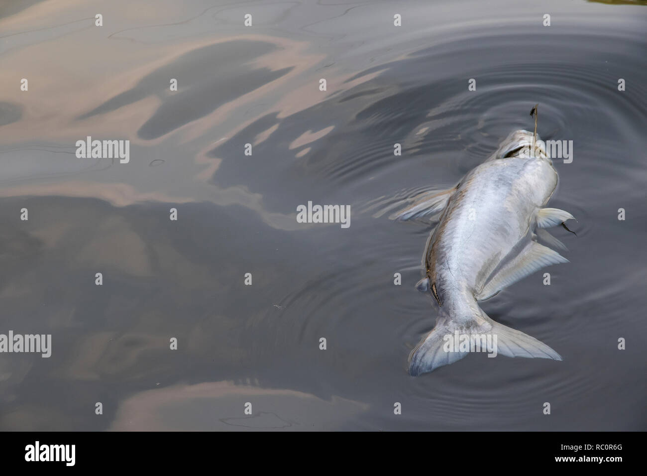 Dead Fish Floating In The Waste Water Background Stock Photo Alamy