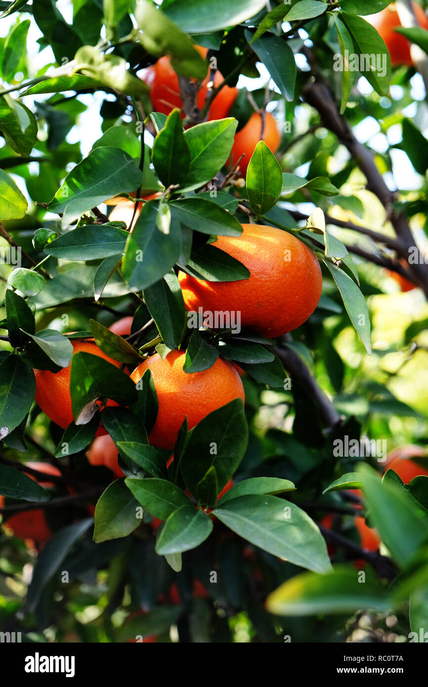 Tree of mandarins , clementines Stock Photo Alamy
