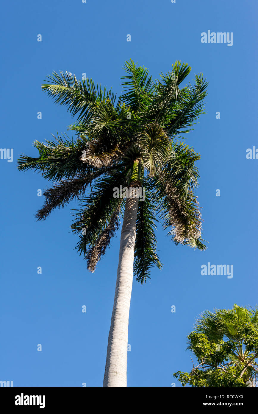 Royal Palm (Roystonea regia) tree is the National Cuban Tree a symbol of the country Stock Photo