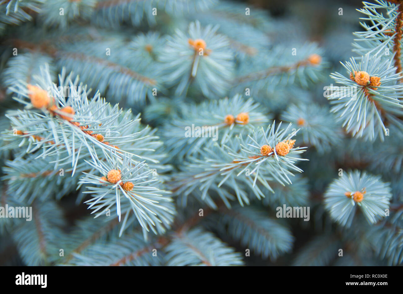Picea pungens. Blue Spruce, Stock Photo