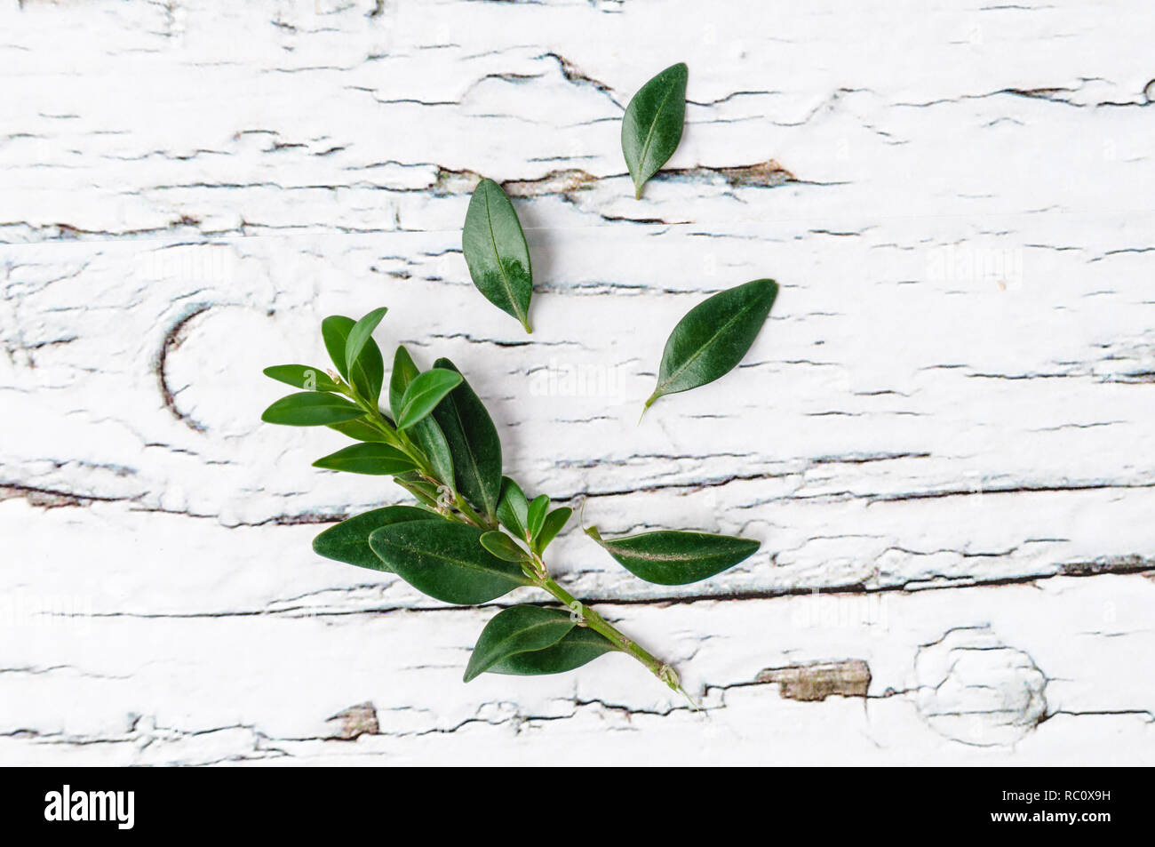 green leaves on a painted white wooden background Stock Photo