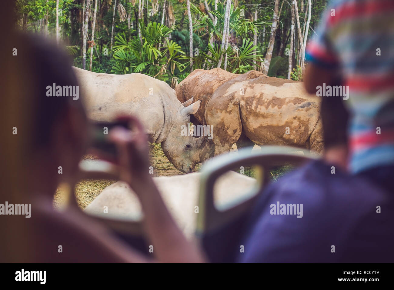 Tourists watch the animals from the bus in the safari park. Stock Photo