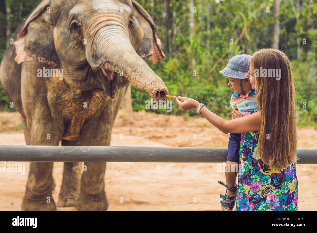 Mom and son feed the elephant at the zoo Stock Photo Alamy