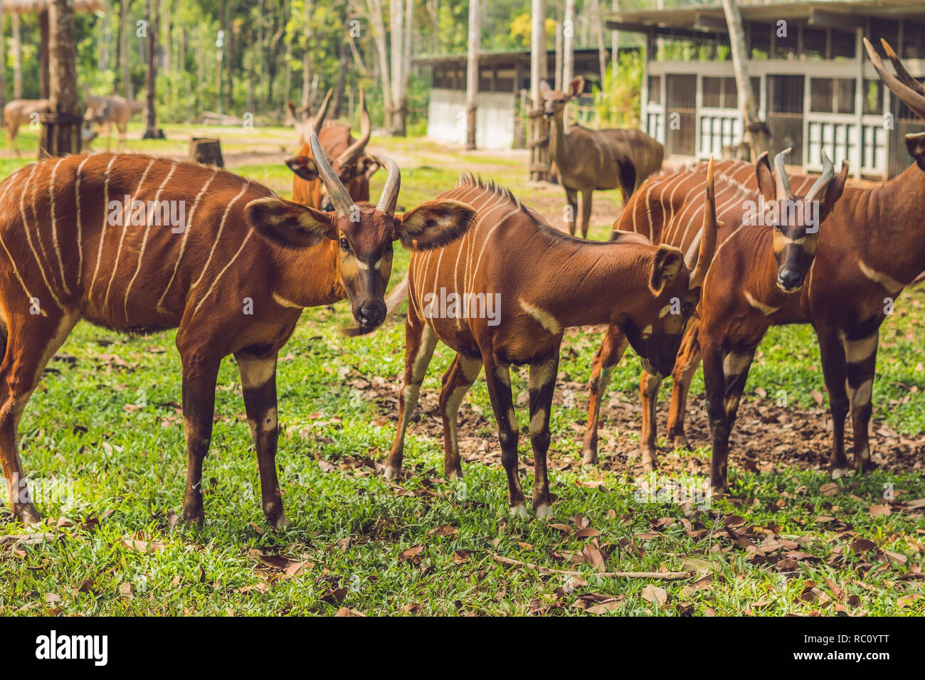 Beautiful animal - big eastern bongo antelope, extremely rare animal. Stock Photo