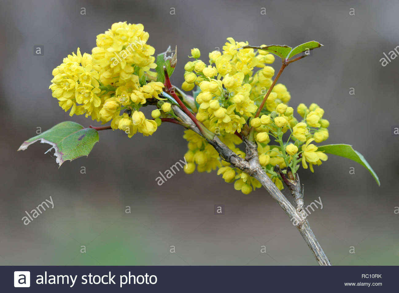 Téléchargement gratuit Images Mahonia Aquifolium Stock Photos Mahonia Aquifolium Stock Images salutations