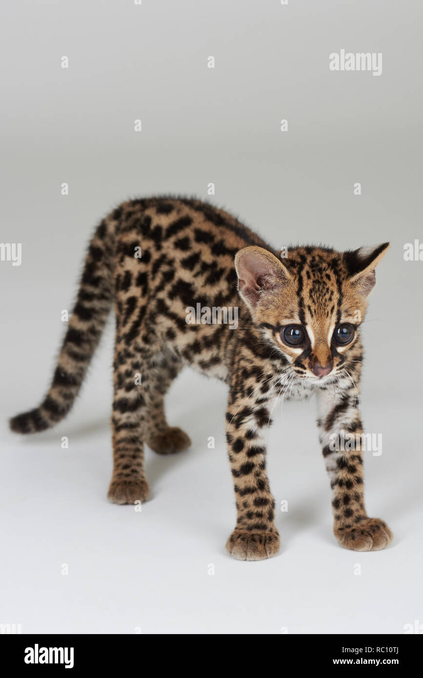 Young baby wild cat stand isolated on white background Stock Photo