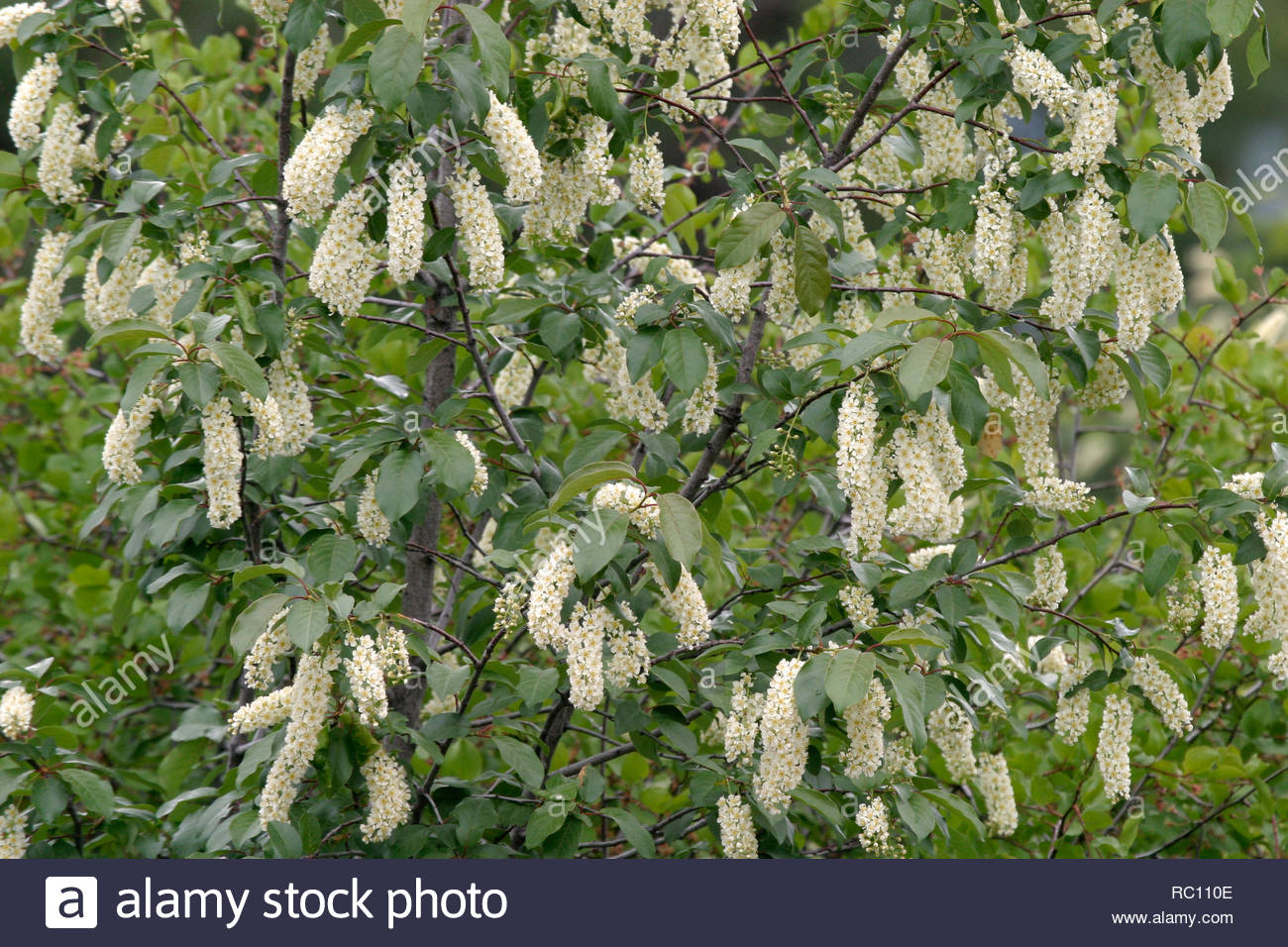 Choke Cherry Stock Photos & Choke Cherry Stock Images Alamy