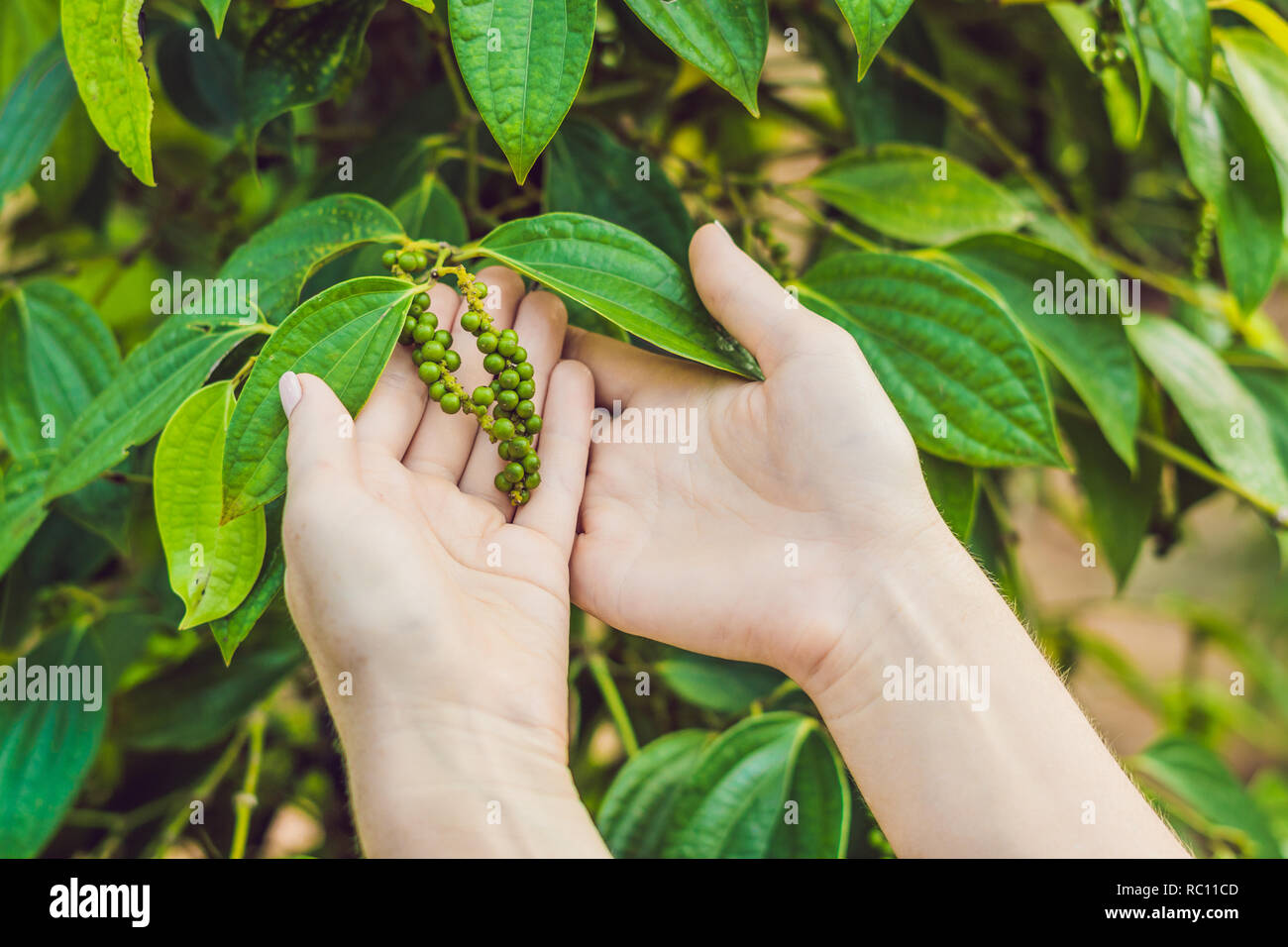 Young woman on a black pepper farm in Vietnam, Phu Quoc Stock Photo Alamy