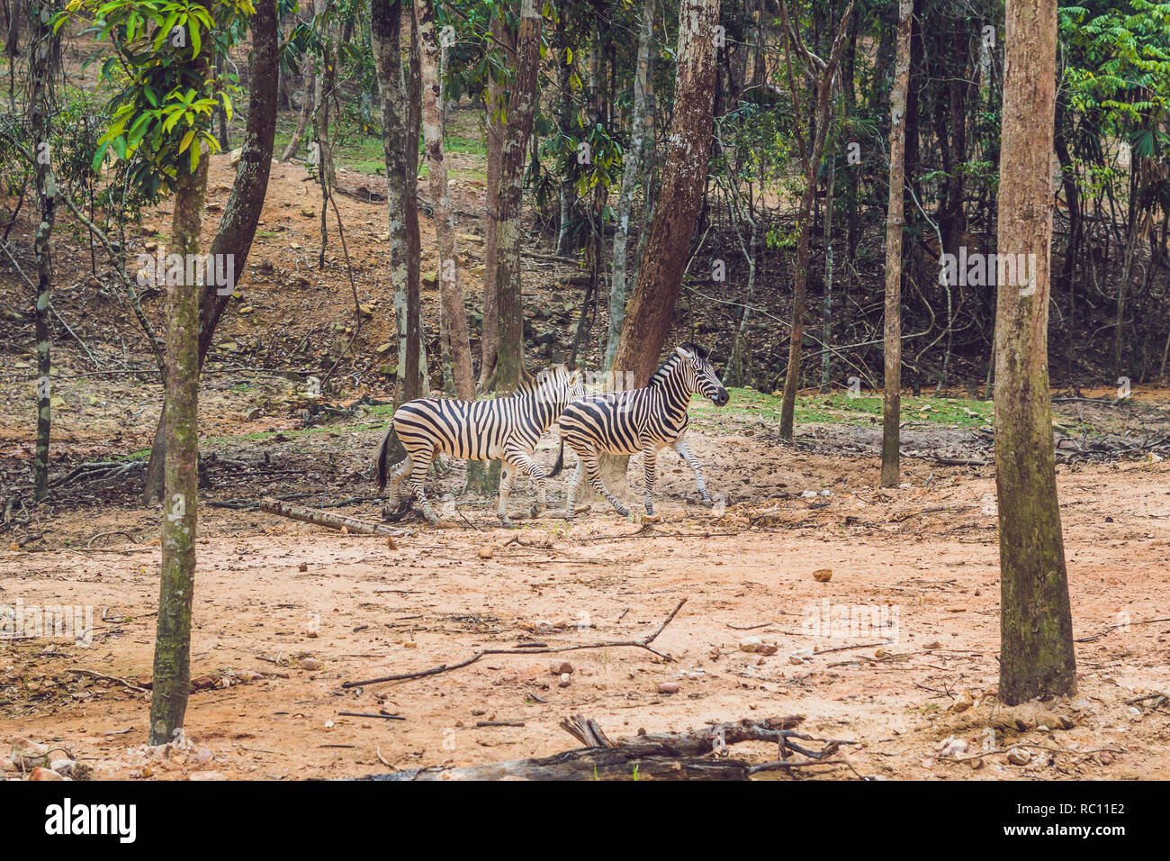 Zebras running through the forest. Zebras in the natural environment