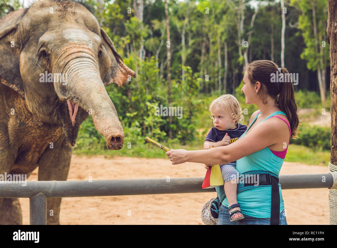 Mom and son feed the elephant at the zoo Stock Photo Alamy