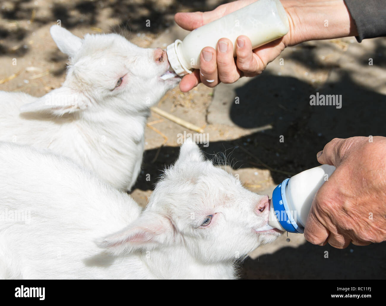 Feed baby goats with milk from a bottle with pacifier Stock Photo - Alamy