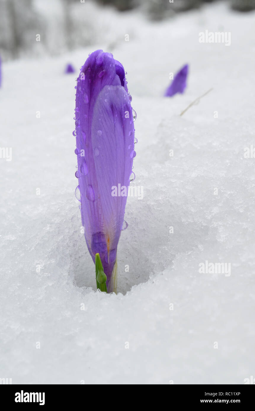 One single wild Crocus with closed flower growing in snow, covered by water drops, close up view, vertical orientation Stock Photo