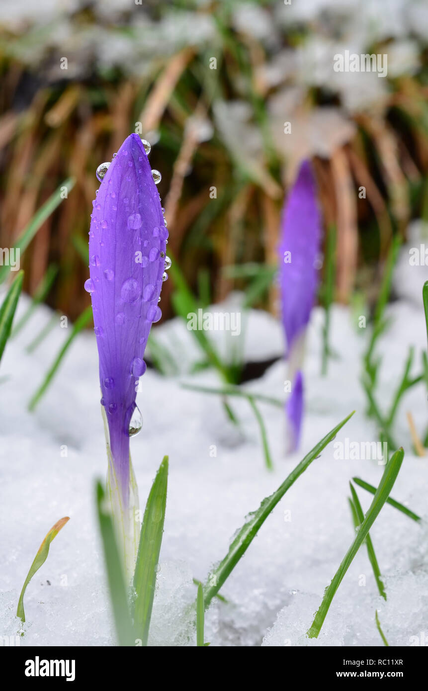 Two wild Saffron flowers in snow, one in foreground, in focus, with lot of water drops, another in backround, out of focus, against some dry plants Stock Photo