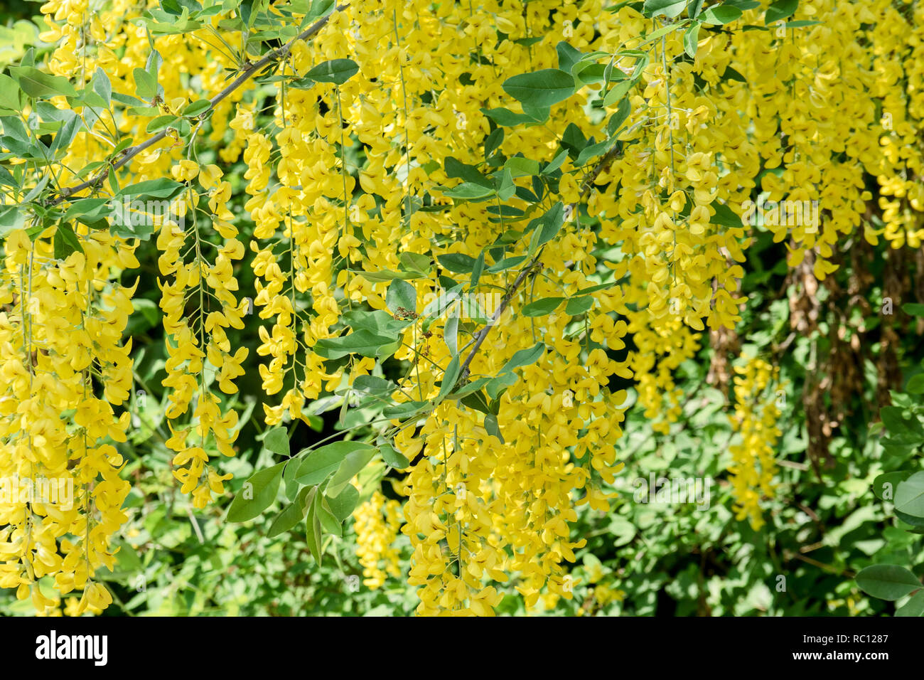 Yellow flowering laburnum in spring Stock Photo