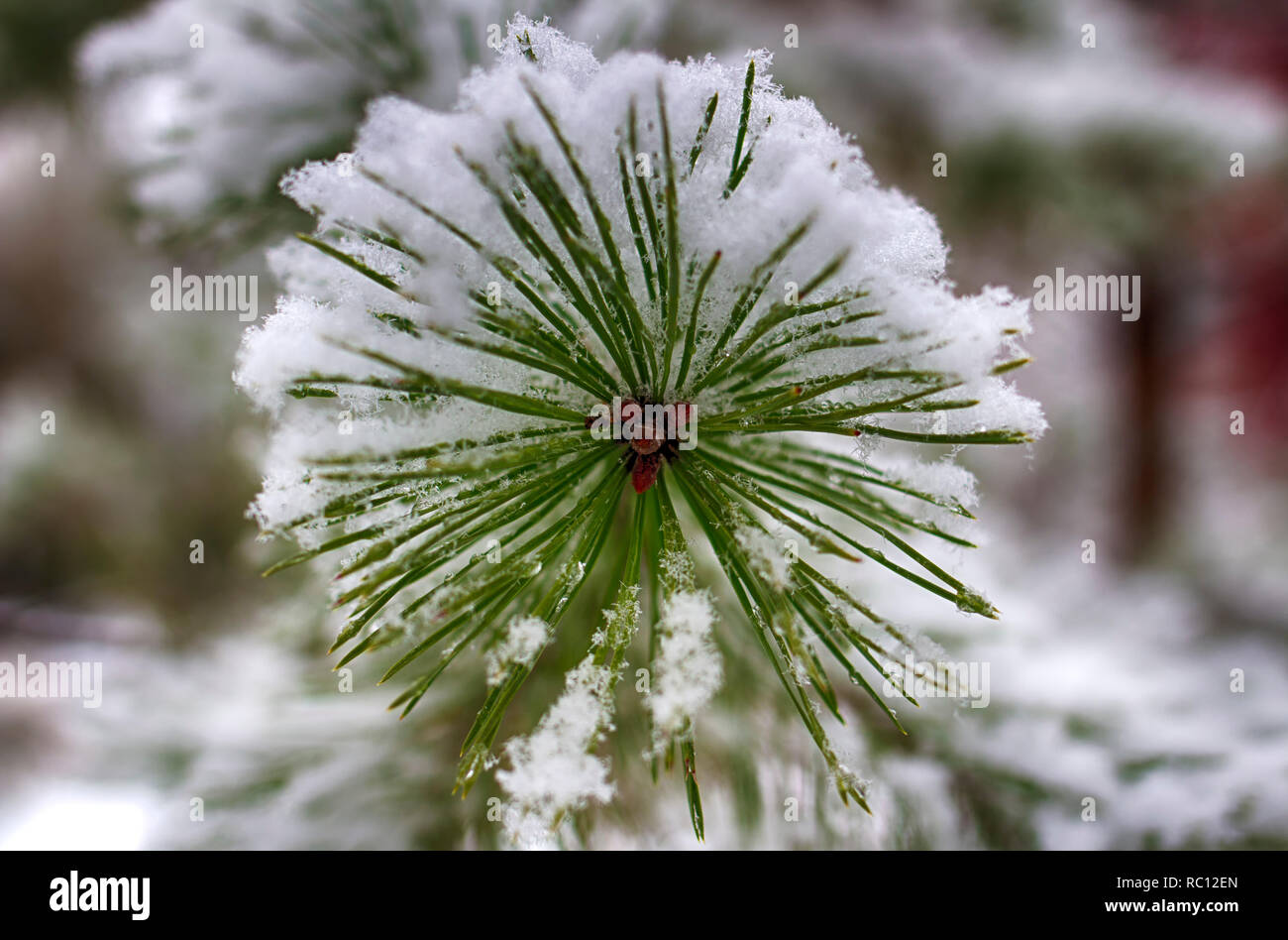 Pine branches in the snow, macro. Snow-covered needles of an evergreen tree. Stock Photo