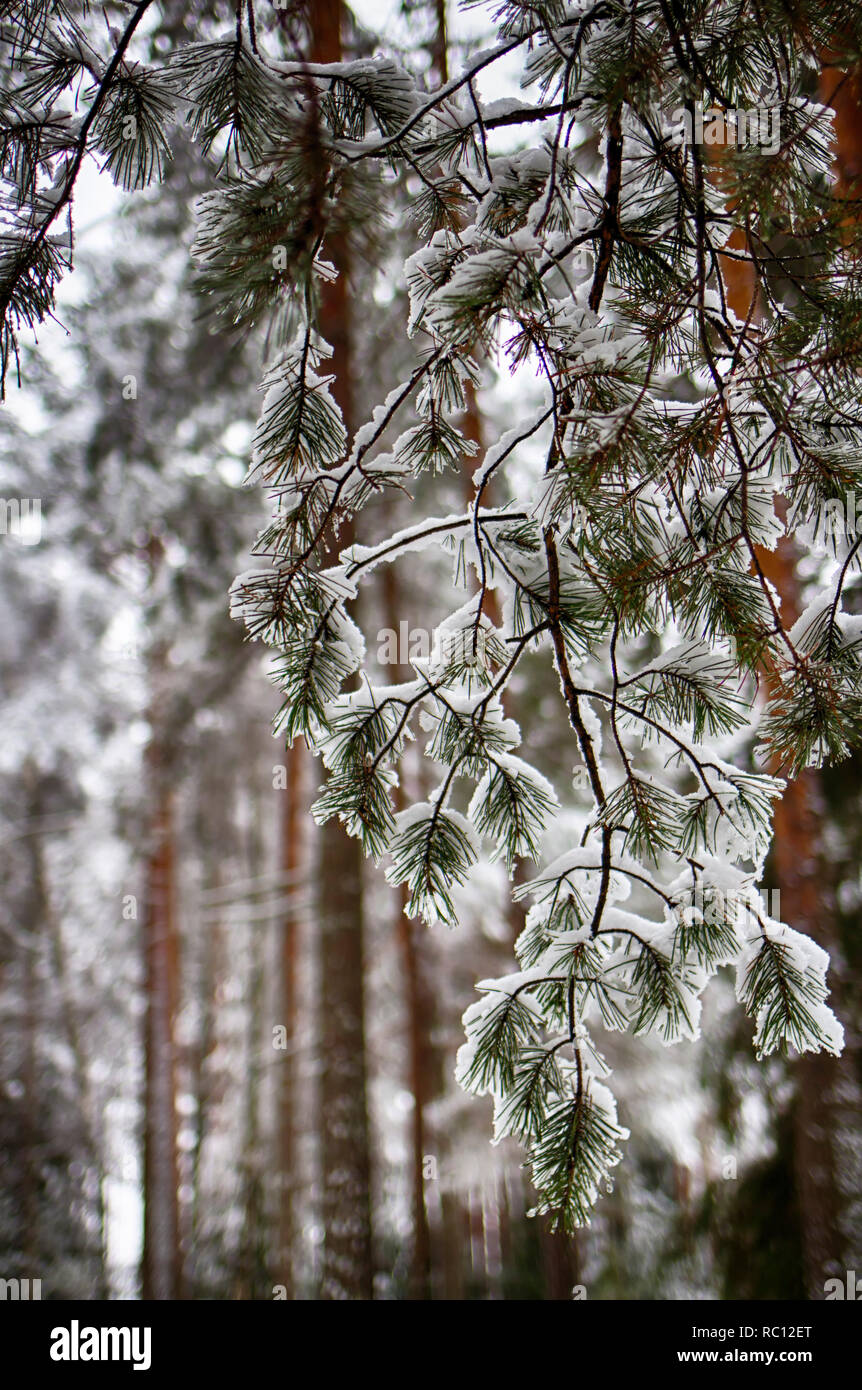 Pine branches in the snow, macro. Snow-covered needles of an evergreen tree. Stock Photo
