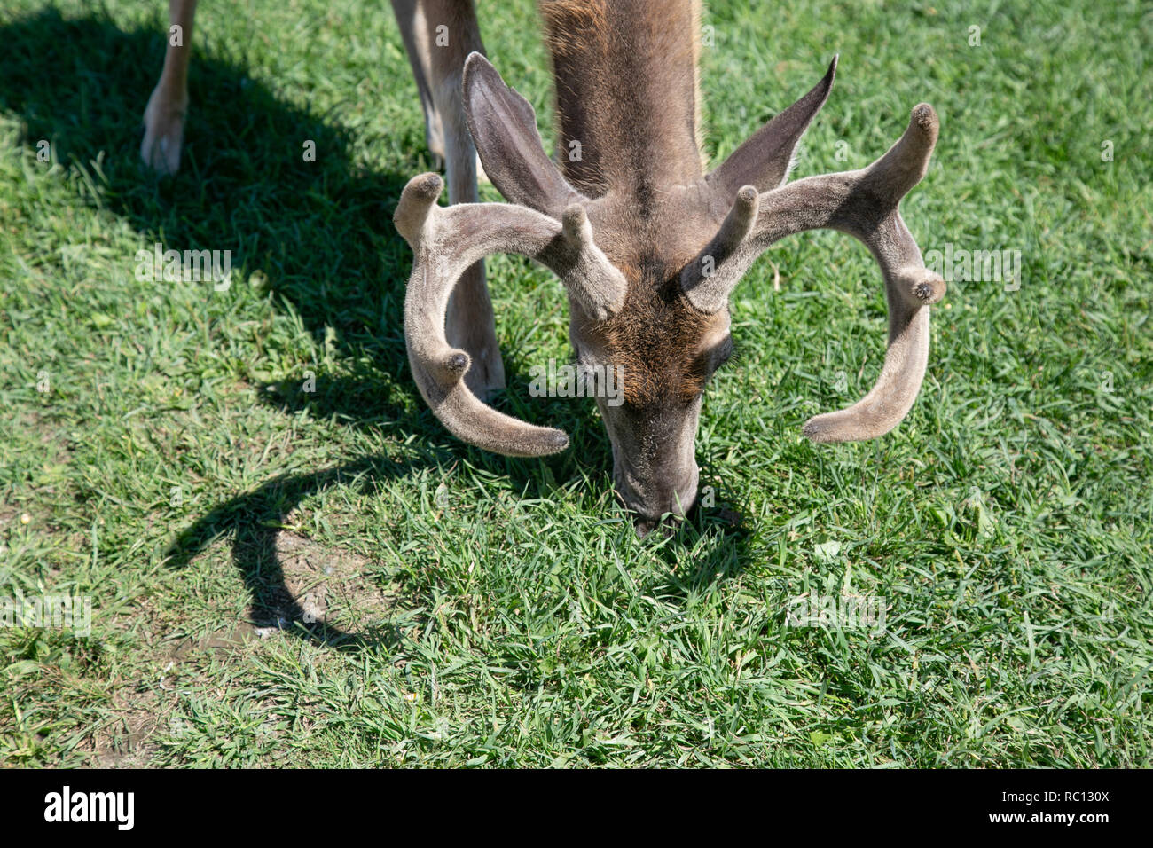 Close up of a deer head eating grass in Omega park, Canada, sunny summer day Stock Photo