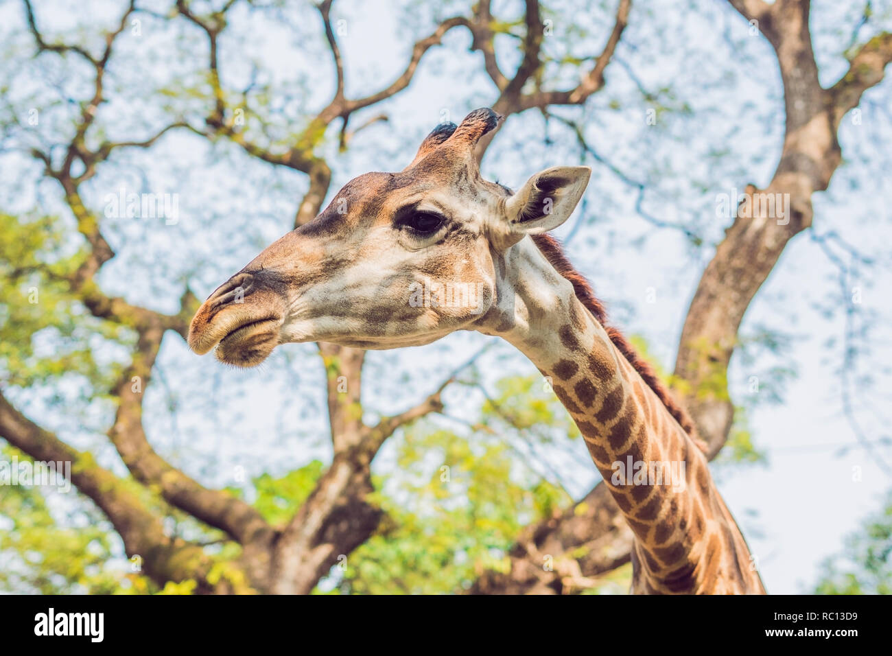 giraffe eating from a tree in a gorgeous landscape in Africa Stock Photo
