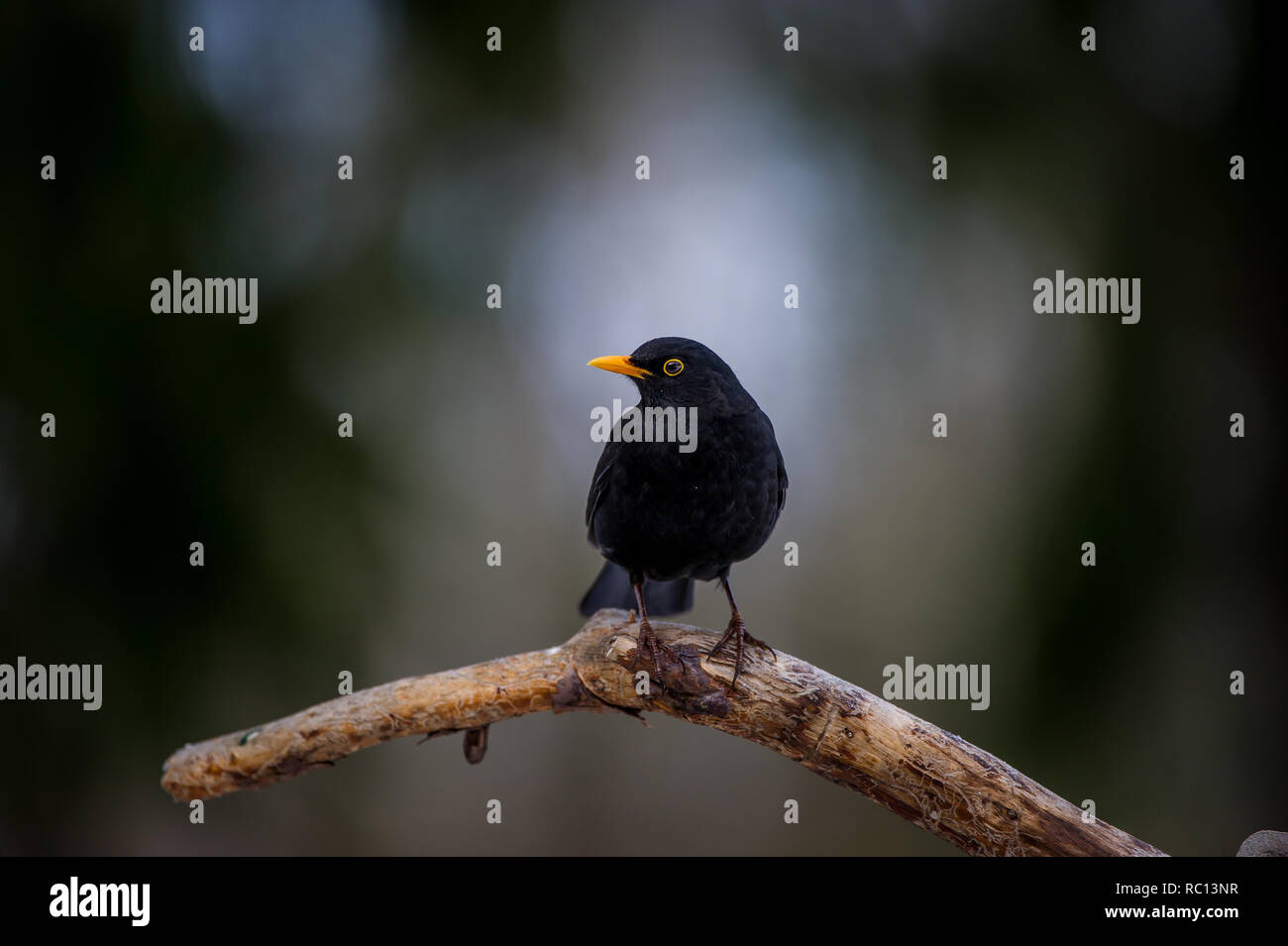 Male blackbird (Turdus merula) with the yellow beak perching on an old pine branch with a defocused background Stock Photo