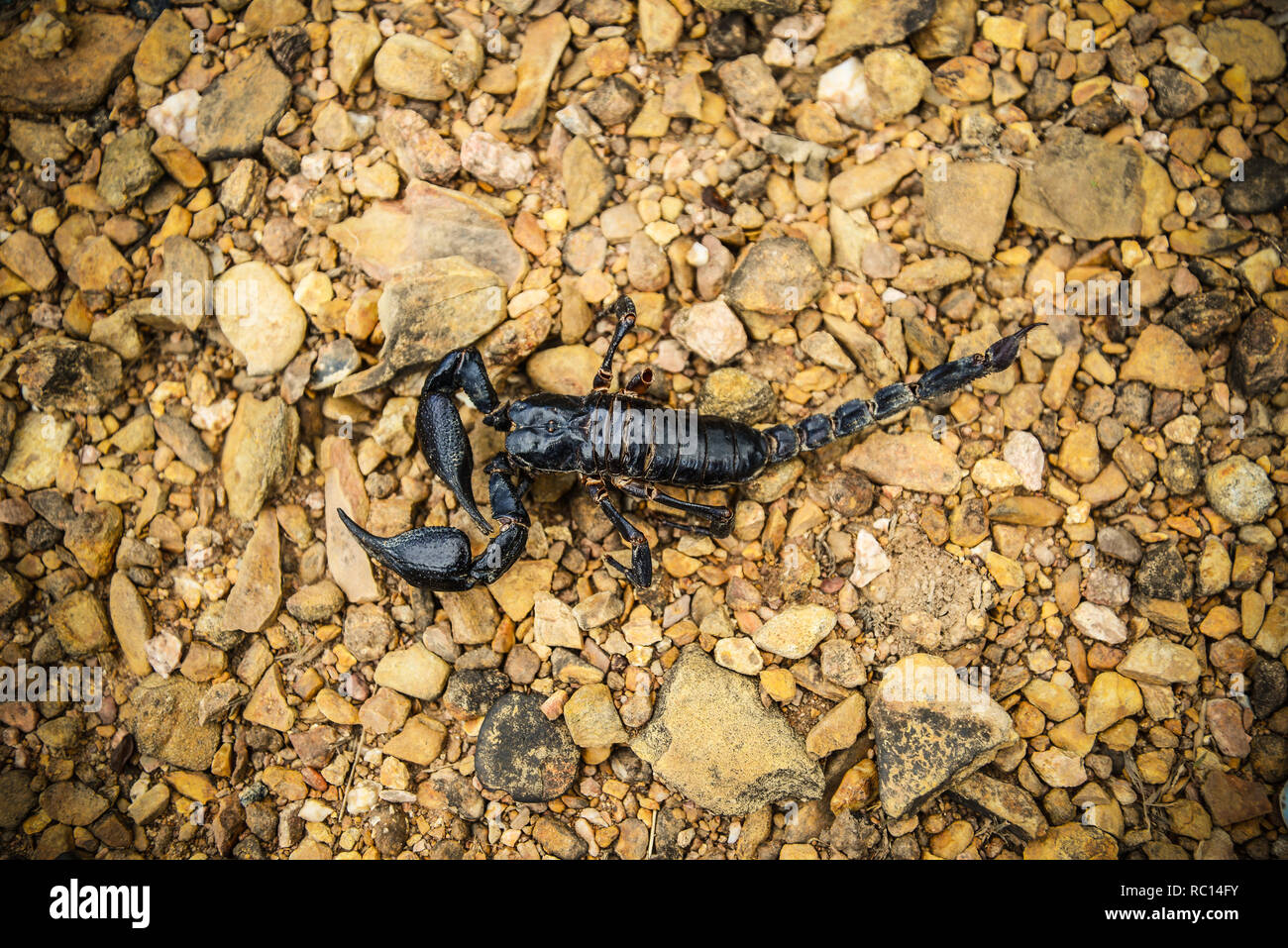 Emperor Scorpion on the ground / The black scorpion dead on the rock - Pandinus imperator Stock Photo